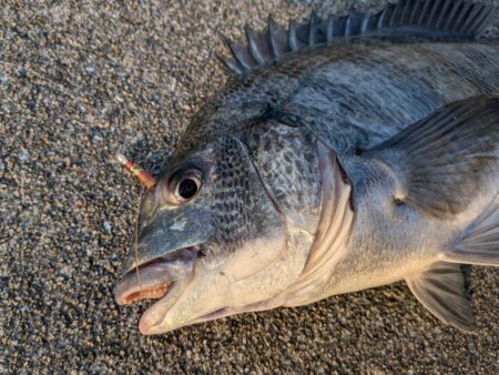 カレイ狙いでチヌ
